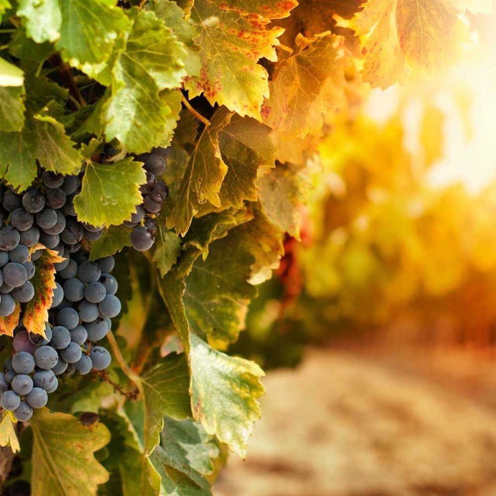 Da Silva Vineyard Experience: Winery of the Year Celebration - Carl's Wine Club