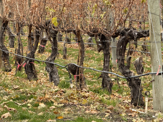 Find Out The Truth About BC's 2024 Vintage [45+ Wines & Winemaker Interviews]